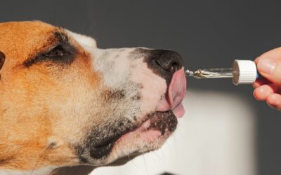 Halolaj kutyáknak: a lazacolaj hatásai